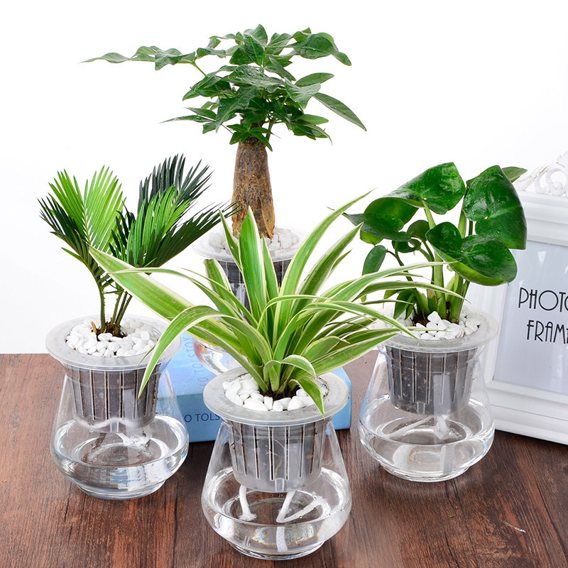 绍兴新房除甲醛放哪些植物比较好